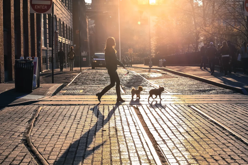 New York_dog_ ph. Shutterstock