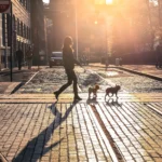 New York_dog_ ph. Shutterstock