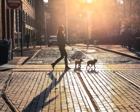 New York_dog_ ph. Shutterstock