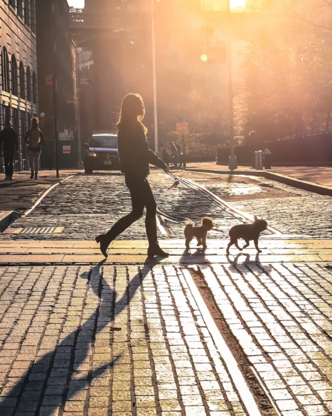 New York_dog_ ph. Shutterstock